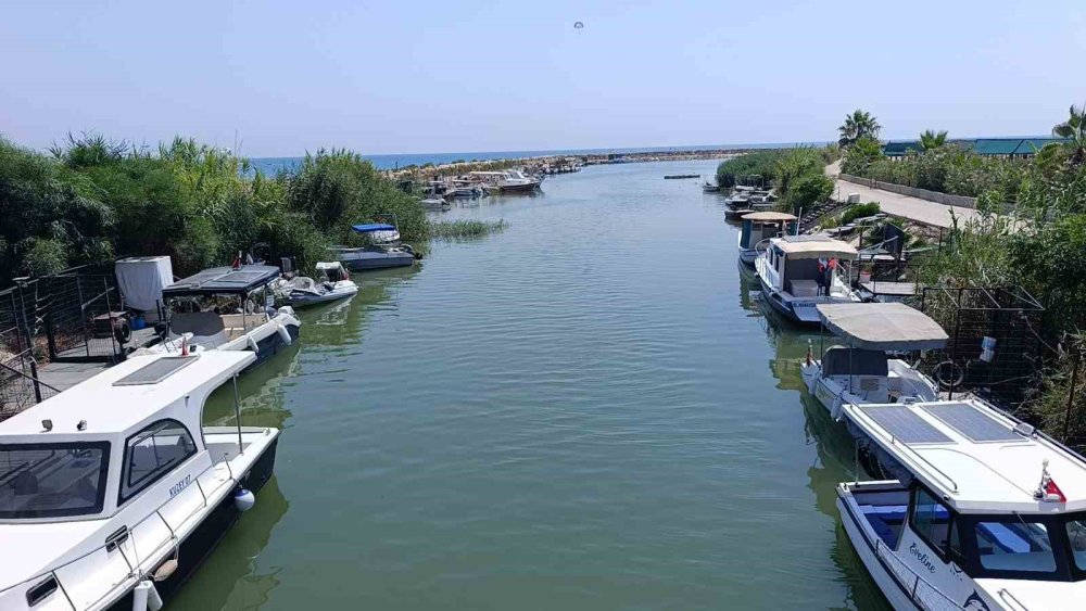 Antalya'da denizde alarm: Hem saldırıyor hem virüs taşıyor