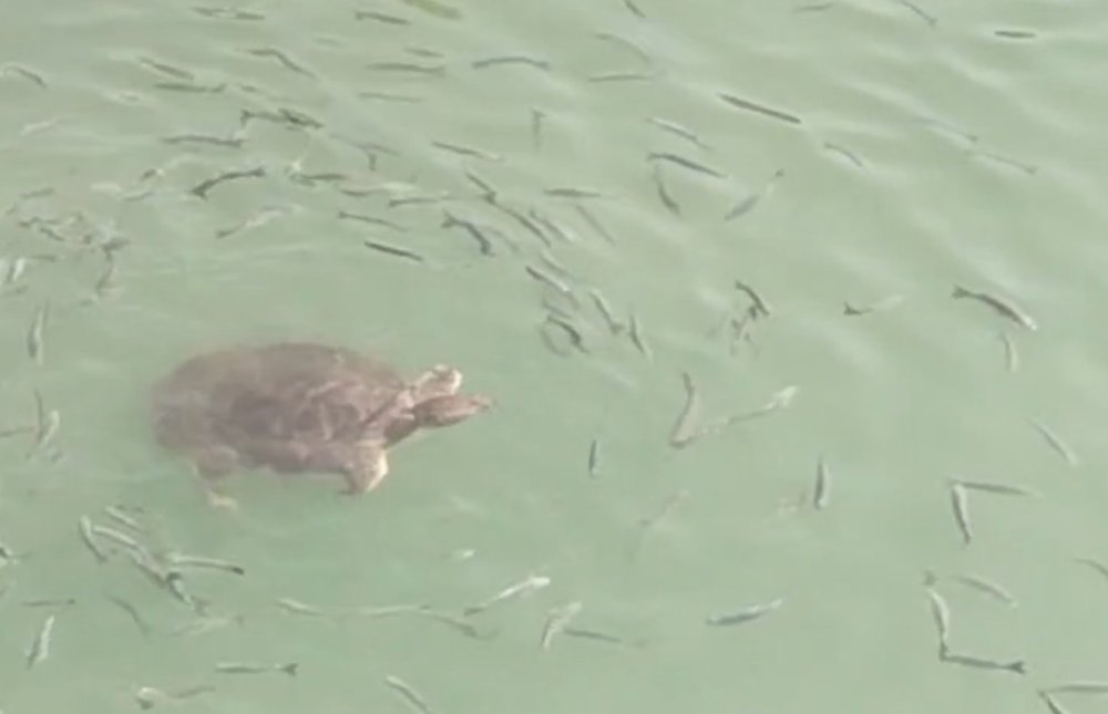 Antalya'da denizde alarm: Hem saldırıyor hem virüs taşıyor