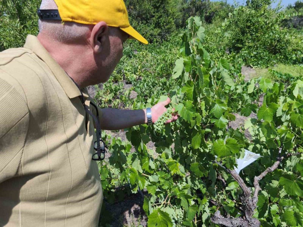 Konya'da patates tarlalarında teknik inceleme