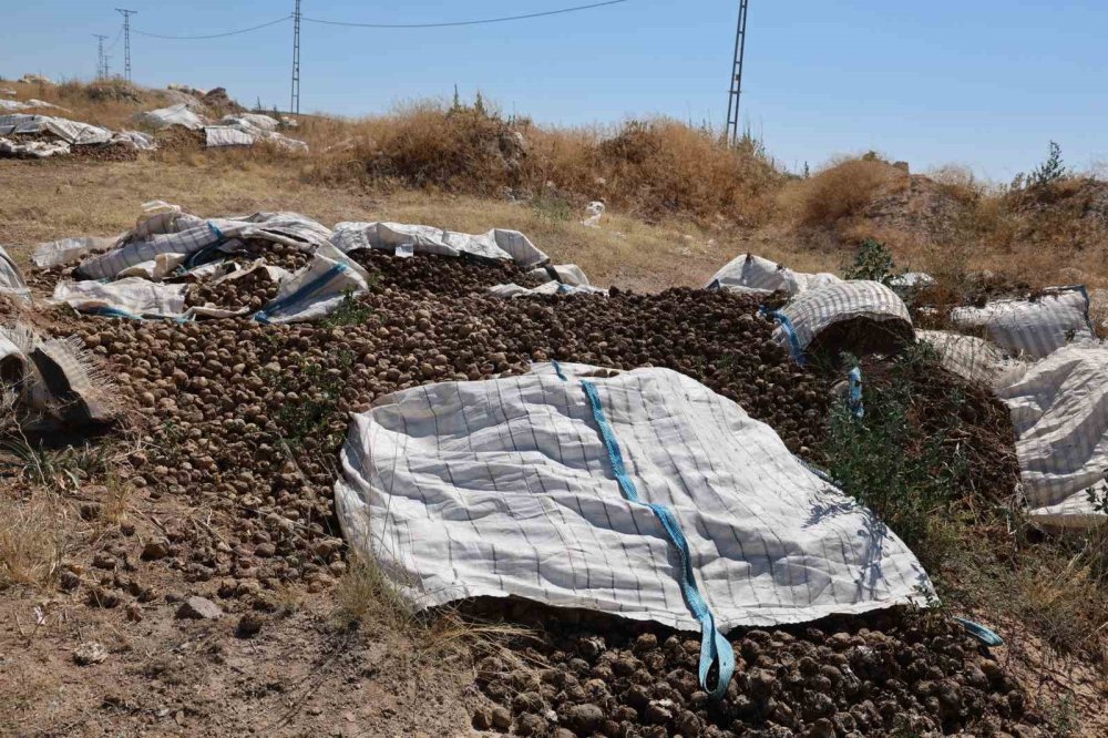 Valilik uyardı, işletmeler dinlemedi: Etrafı çürük kokusu sardı