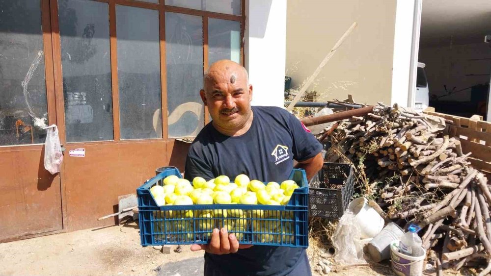 Beyaz İncir Yüz Güldürdü: Yaşı 150 Lira, Kurusu 1500 Lira