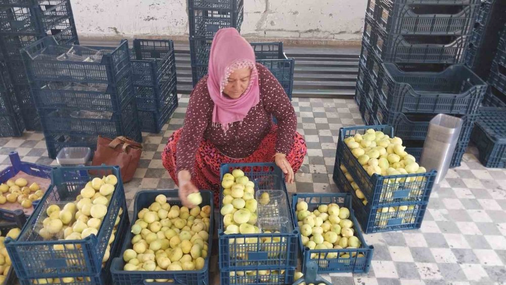 Beyaz İncir Yüz Güldürdü: Yaşı 150 Lira, Kurusu 1500 Lira