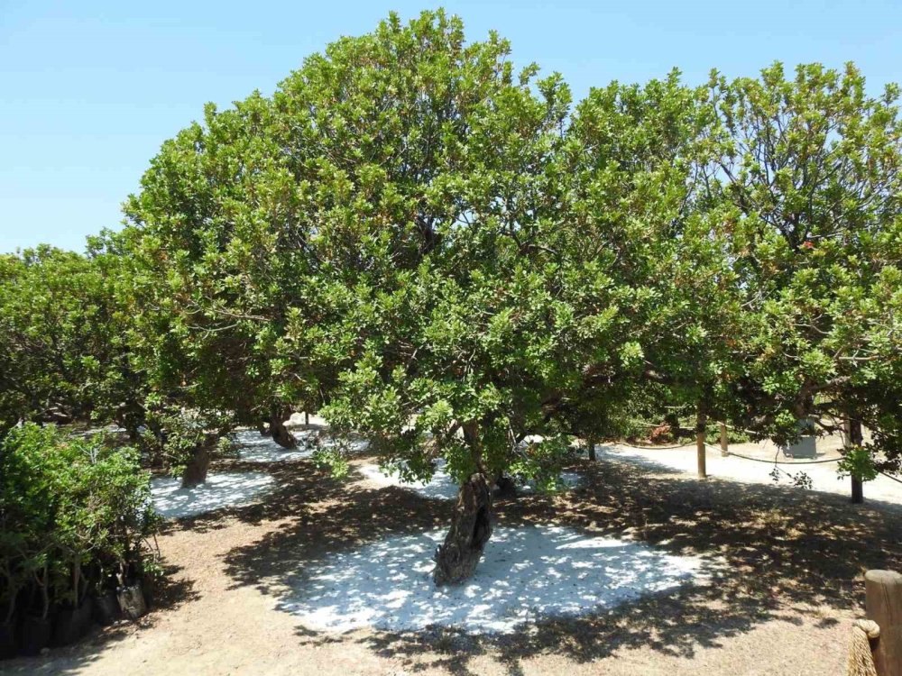 Sakız artık ada değil yarımada