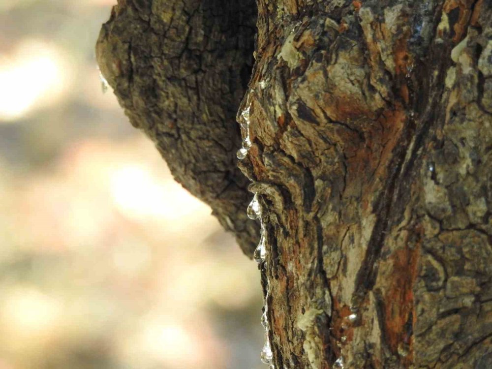 Sakız artık ada değil yarımada