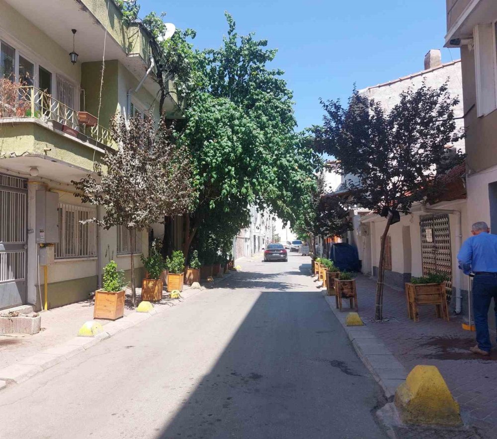 Sarmaşık binayı kapladı, gören hayran kaldı