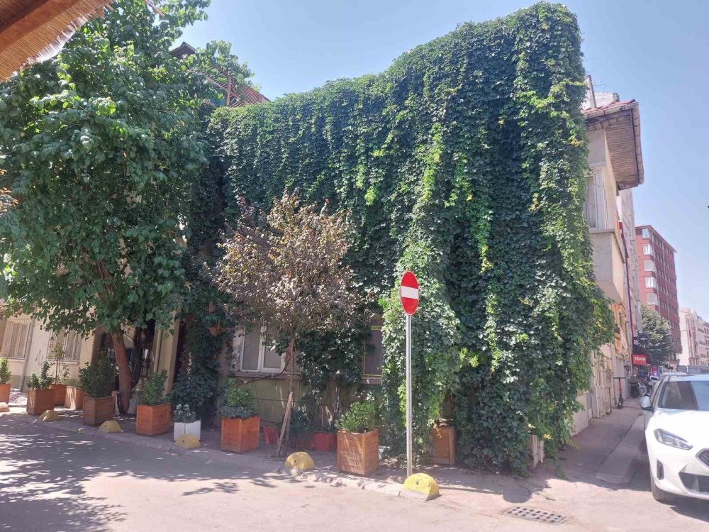 Sarmaşık binayı kapladı, gören hayran kaldı