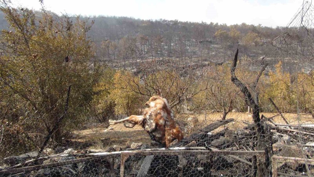 Silifke’de Orman Yangını Kontrol Altına Alındı