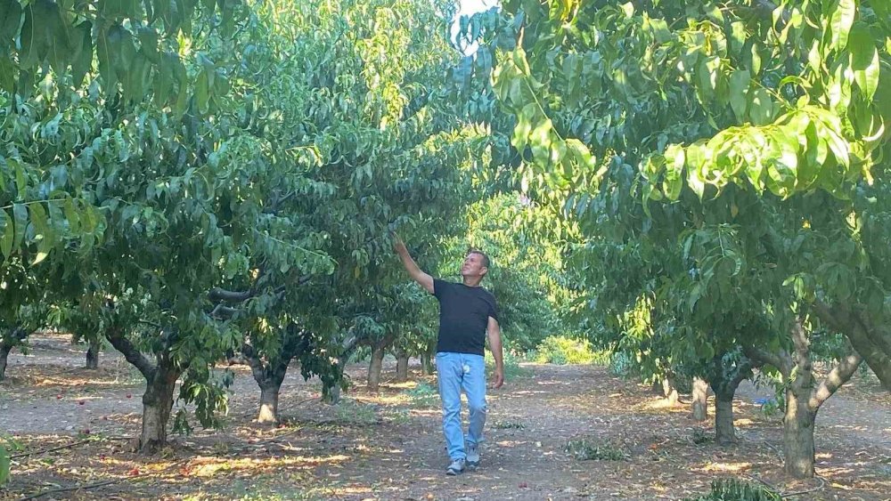 100 hektarlık yangında yemyeşil ayakta kalan tek bahçe