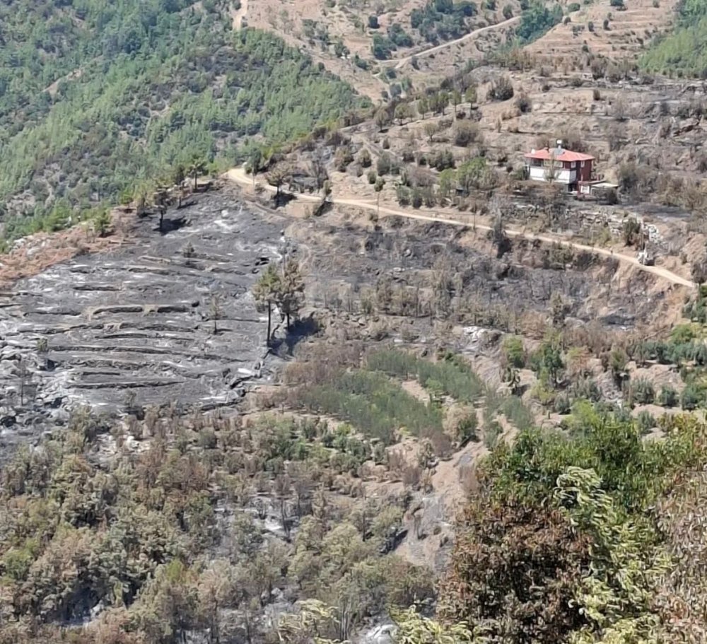 Gazipaşa’daki orman yangını tarımı da vurdu: 100 dekar meyve bahçesi zarar gördü