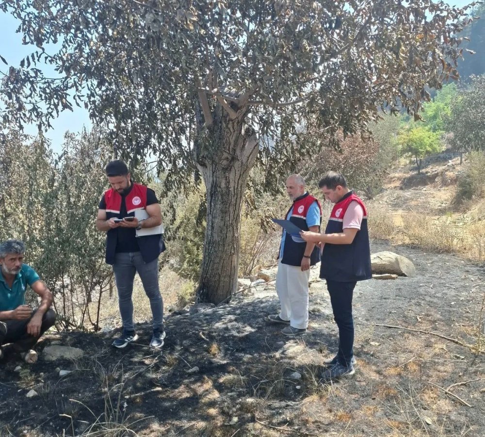 Gazipaşa’daki orman yangını tarımı da vurdu: 100 dekar meyve bahçesi zarar gördü