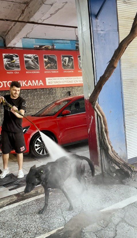 Sıcaktan bunalan köpek çareyi oto yıkamacıda buldu