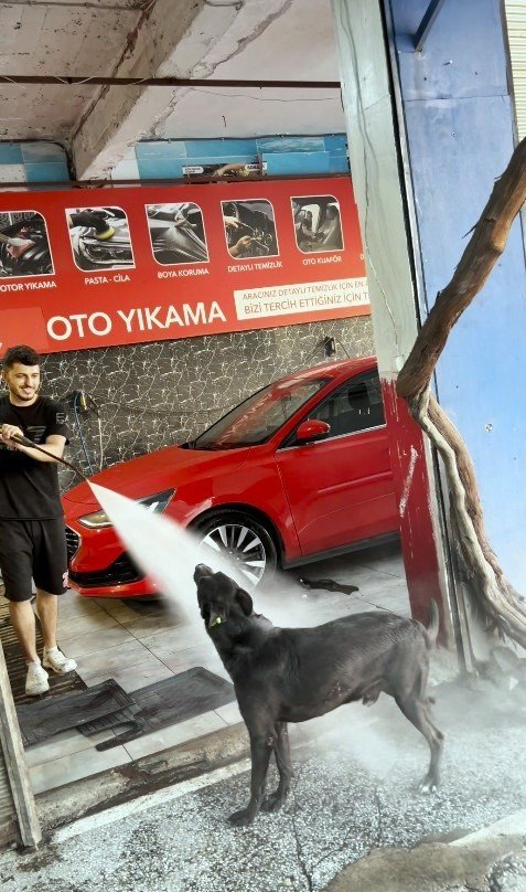 Sıcaktan bunalan köpek çareyi oto yıkamacıda buldu