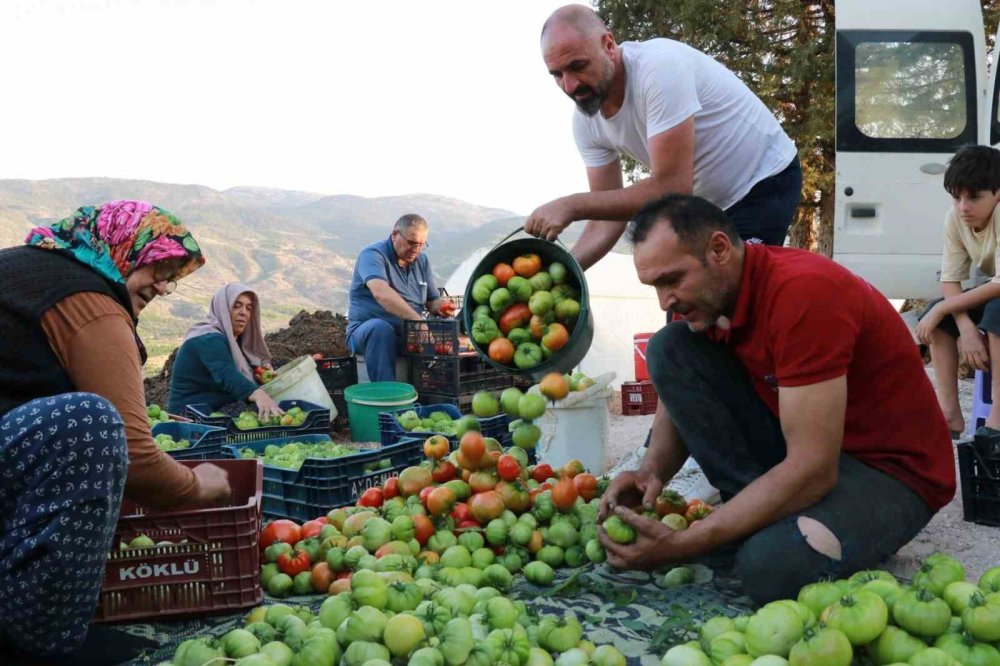Hadim’de Domates Umudu: Don ve Kuraklığa Karşı Seralarda Yüzler Gülüyor