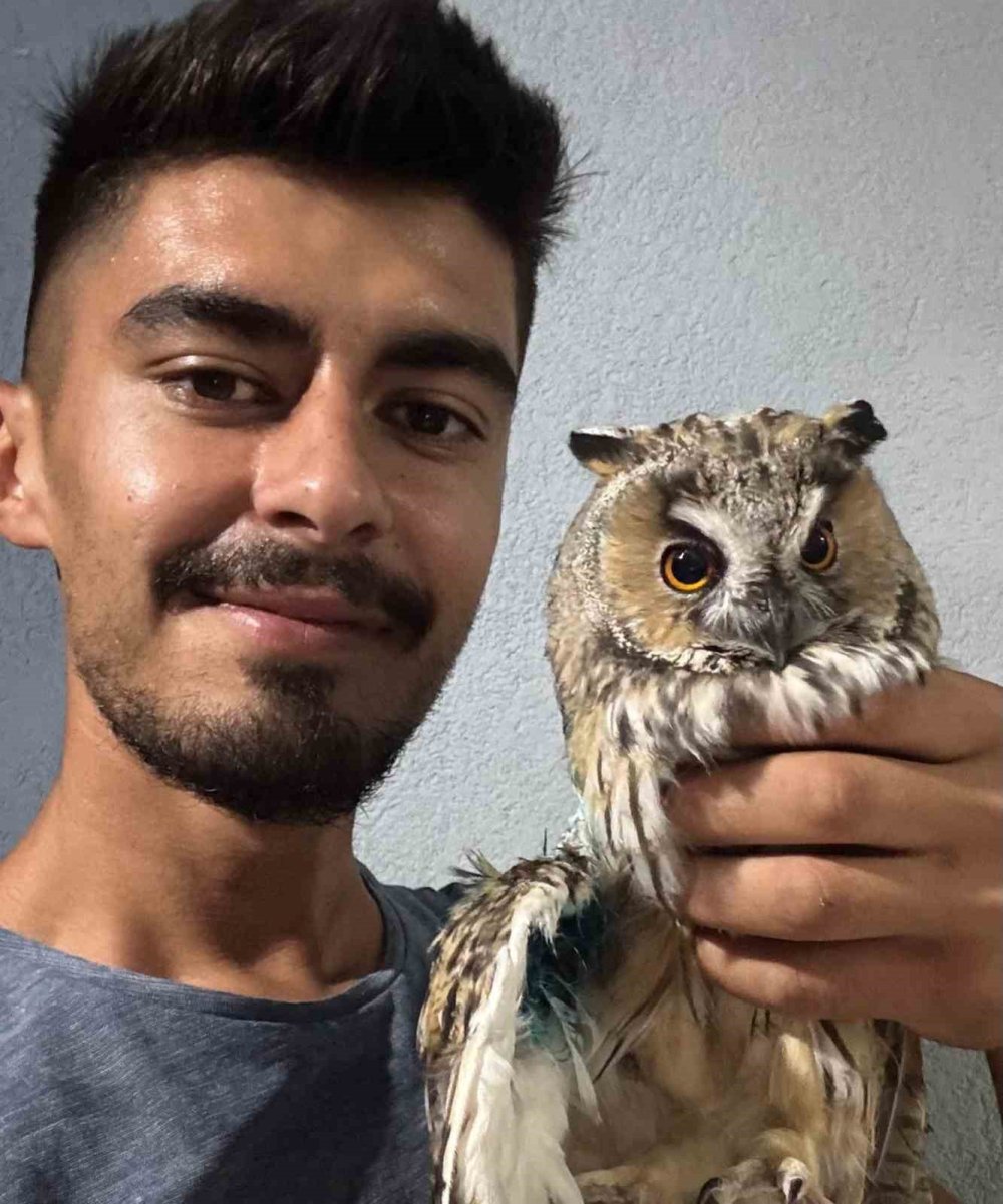 Tellere takılan baykuş kurtarıldı