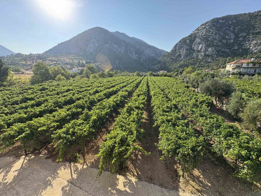 Narenciye olmadı üzüm kazandıracak