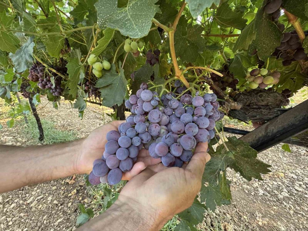 Narenciye olmadı üzüm kazandıracak