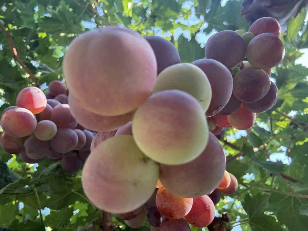 Narenciye olmadı üzüm kazandıracak