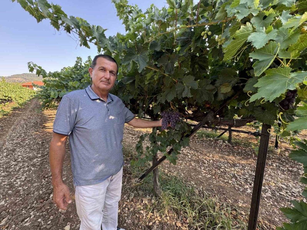 Narenciye olmadı üzüm kazandıracak