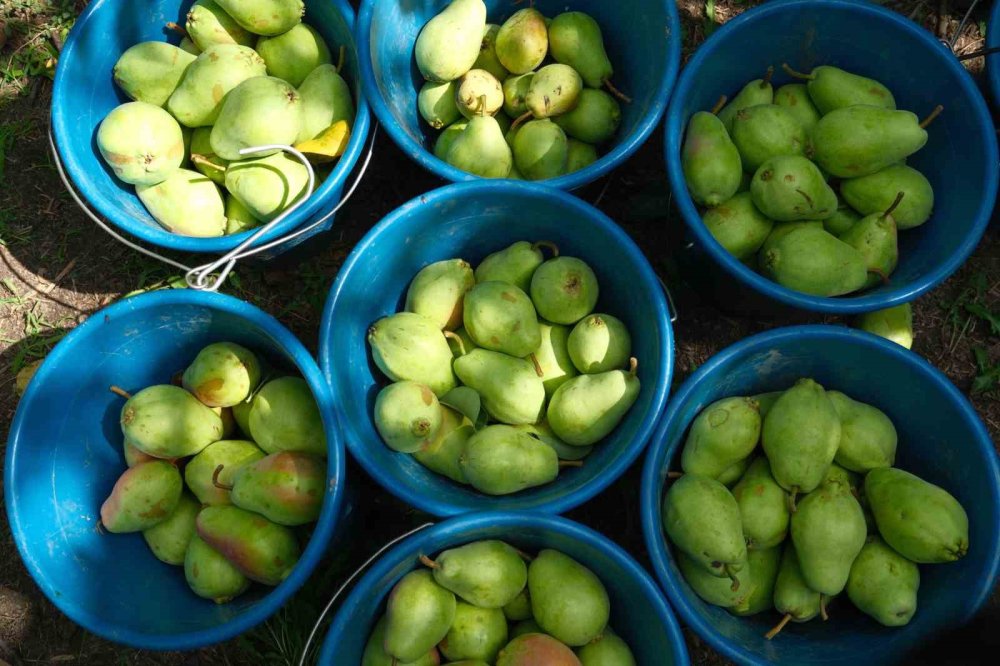 İtalyanlardan öğrenip İtalya'yı geride bıraktılar