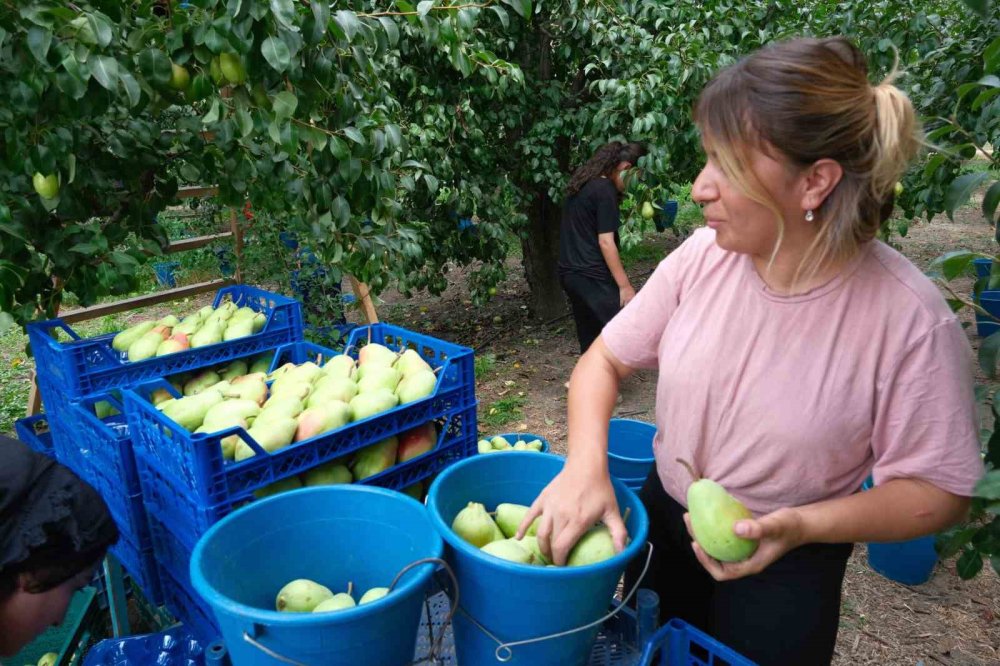 İtalyanlardan öğrenip İtalya'yı geride bıraktılar