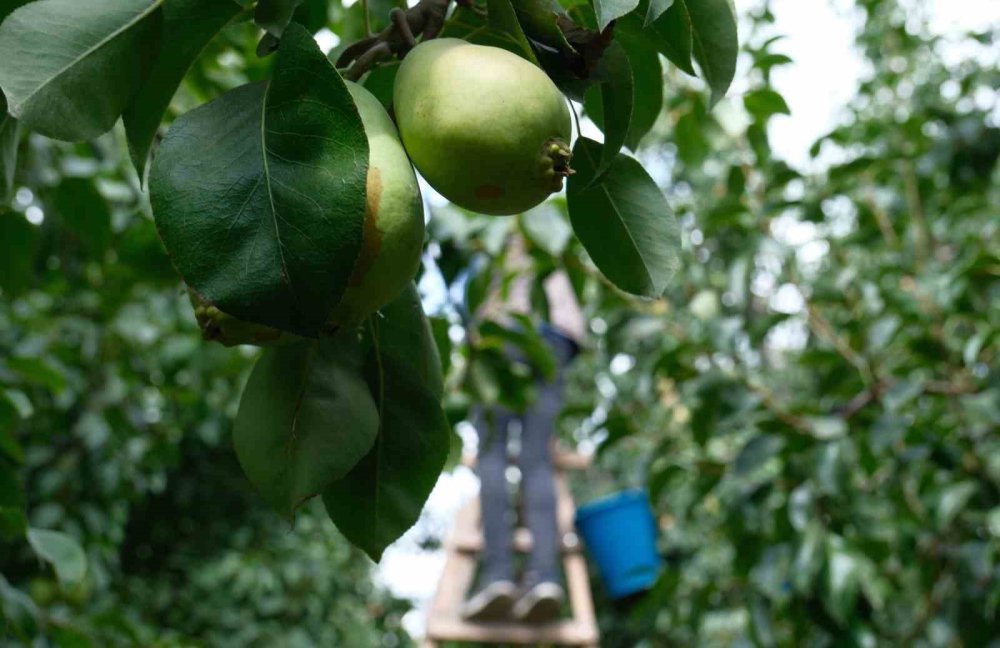 İtalyanlardan öğrenip İtalya'yı geride bıraktılar