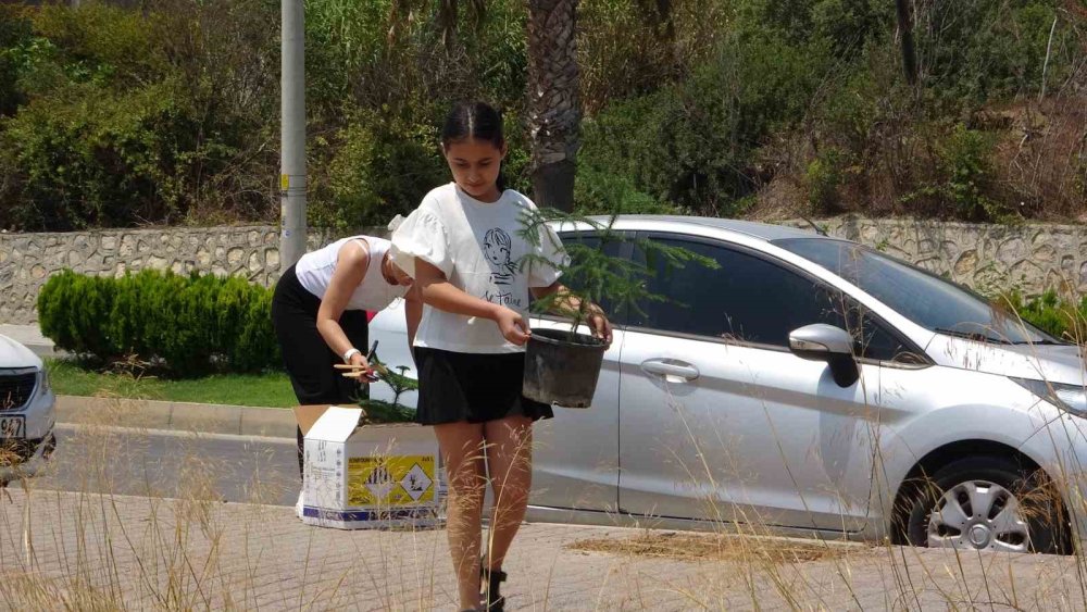 'Takipçim kadar fidan dikiyorum' dedi, fidanları söküldü