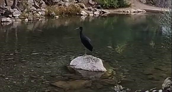 Nesli tehlike altında: Konya'da görüntülendi