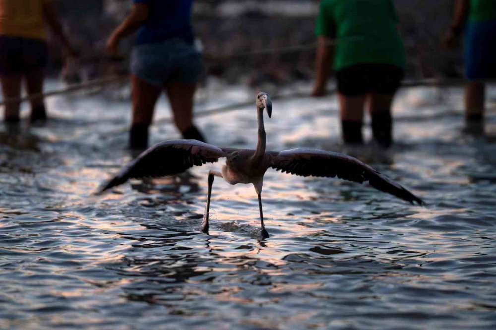 İzmir Gediz Deltası’nda Flamingolar Halkalandı: Biyoçeşitlilik ve Su Kaynakları İçin Önemli Adım