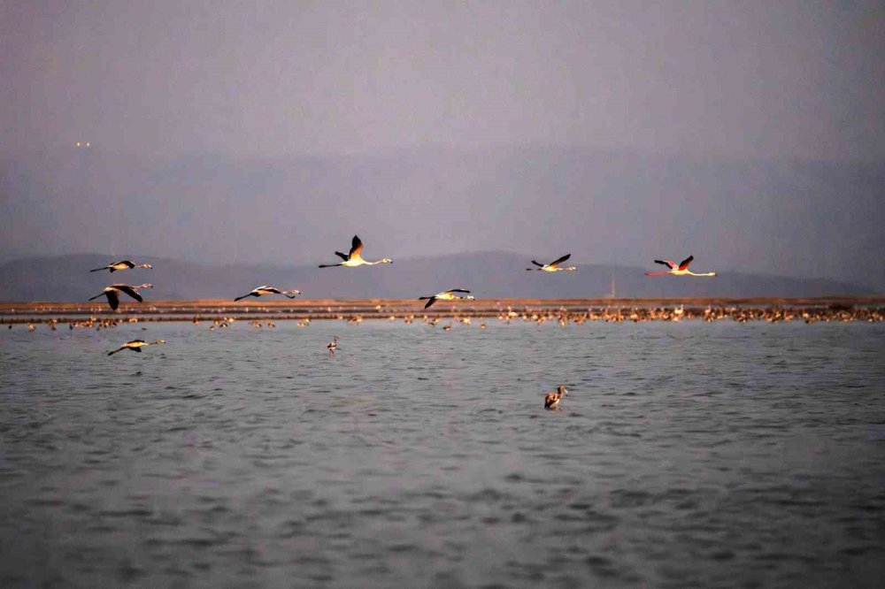 İzmir Gediz Deltası’nda Flamingolar Halkalandı: Biyoçeşitlilik ve Su Kaynakları İçin Önemli Adım