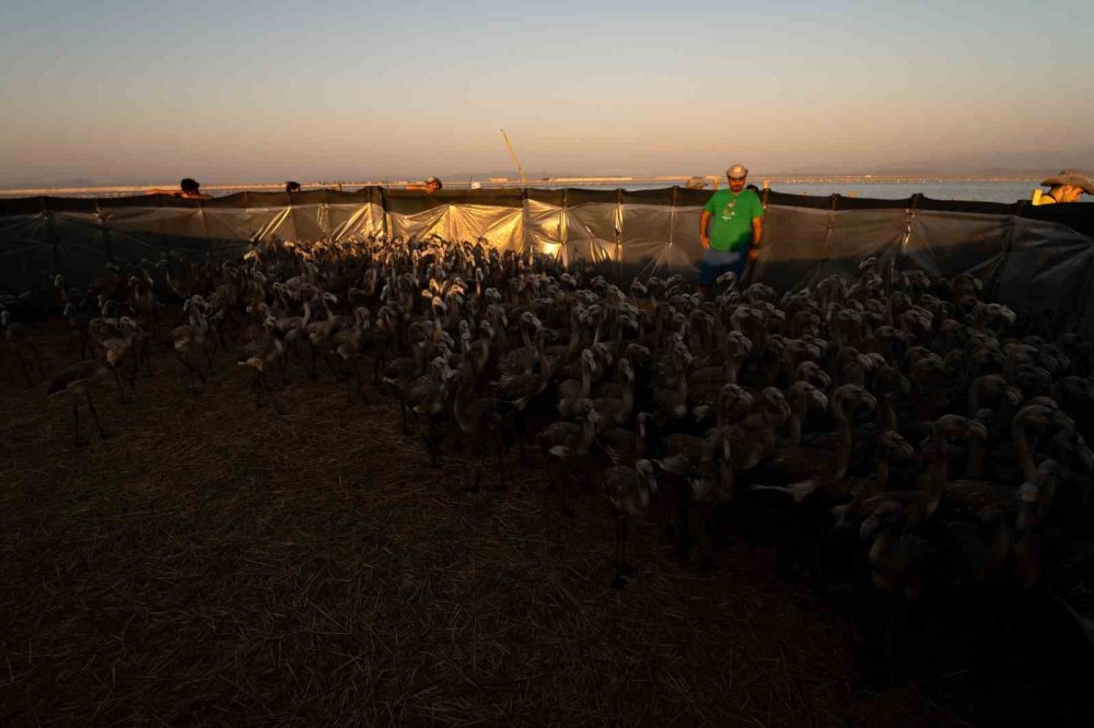 İzmir Gediz Deltası’nda Flamingolar Halkalandı: Biyoçeşitlilik ve Su Kaynakları İçin Önemli Adım