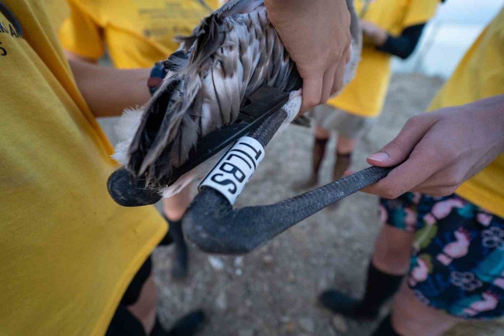 İzmir Gediz Deltası’nda Flamingolar Halkalandı: Biyoçeşitlilik ve Su Kaynakları İçin Önemli Adım