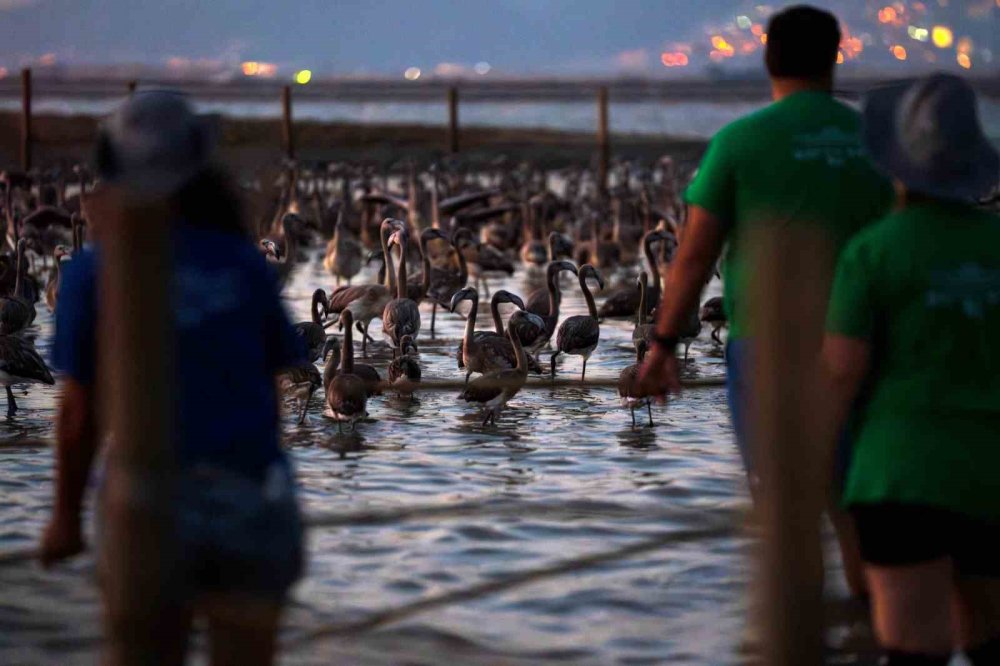 İzmir Gediz Deltası’nda Flamingolar Halkalandı: Biyoçeşitlilik ve Su Kaynakları İçin Önemli Adım