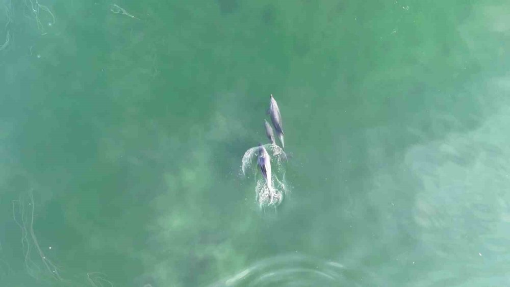 Dip Çamuru Temizliğiyle Deniz Yeniden Nefes Aldı