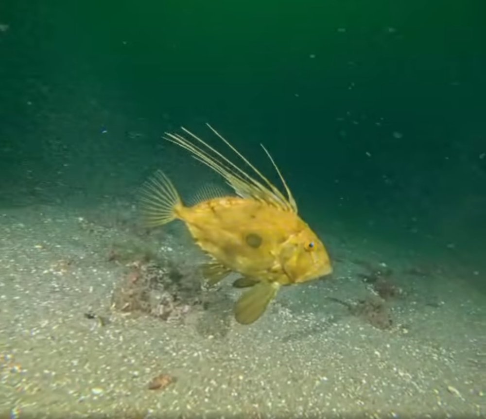 Dip Çamuru Temizliğiyle Deniz Yeniden Nefes Aldı