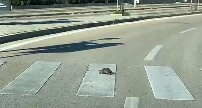 Kaplumbağa yaptığı hareketle vatandaşa örnek oldu