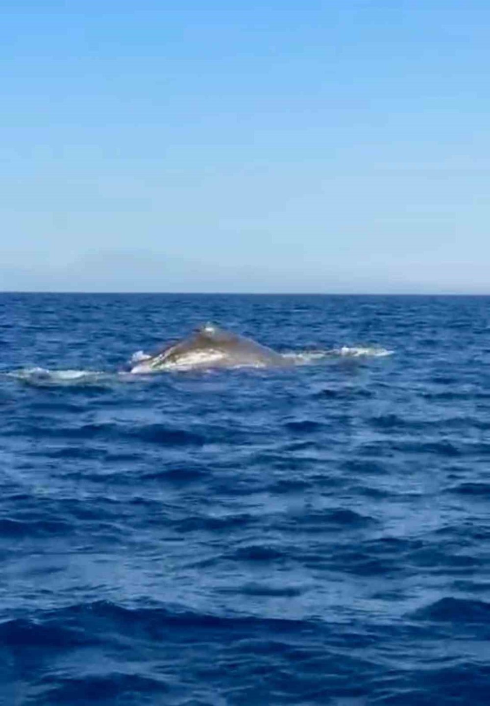 Orkinos avına çıktılar, 15 metrelik balina buldular