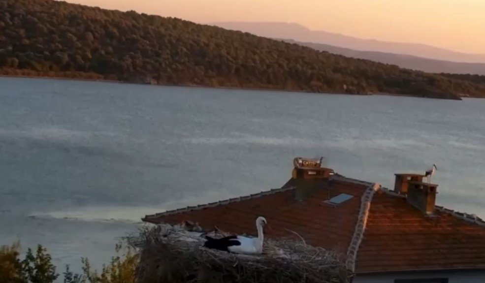 Yaren Leylek, 6.1’lik Deprem Öncesi Huzursuz Davranışlarıyla Dikkat Çekti