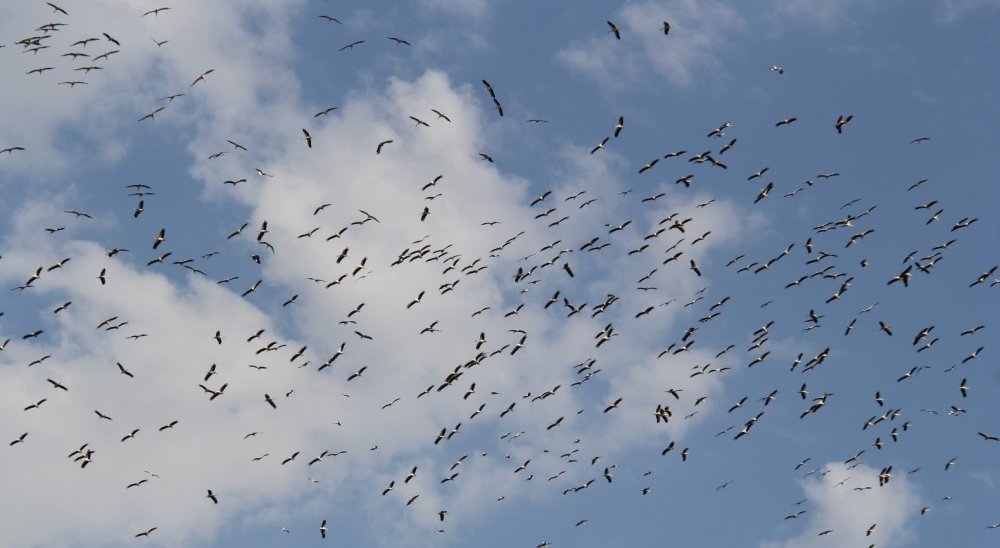 Leylekler neden Eylül ayını beklemedi? Beyşehir'de erken göç