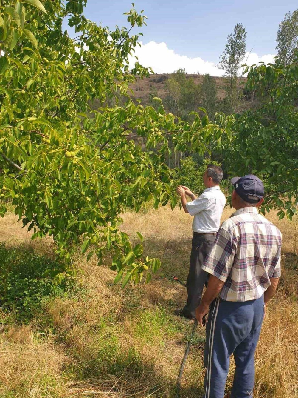 Cevizdeki verimsizliğin sebebi yanlış seçim çıktı