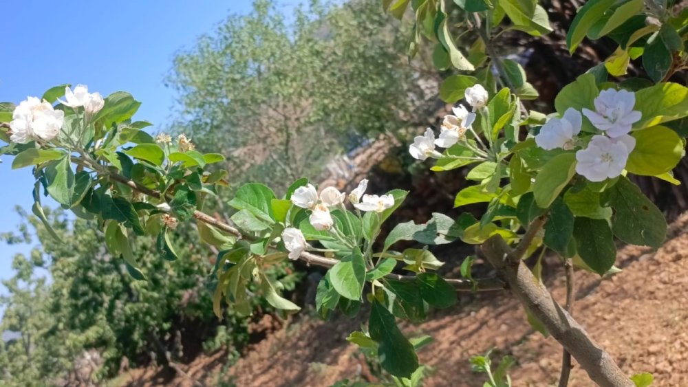Konya'nın ağaçları da ne yapacağını şaşırdı