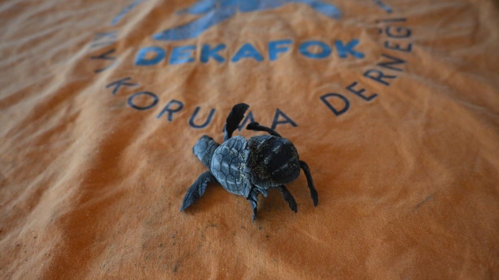 Nadir rastlanan olay: Canlı siyam ikizi Caretta caretta bulundu