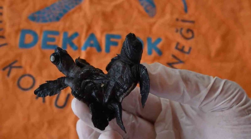Nadir rastlanan olay: Canlı siyam ikizi Caretta caretta bulundu