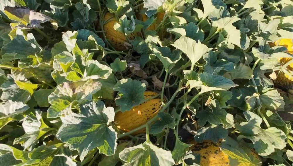 Su sorununu kavun karpuzla çözdüler