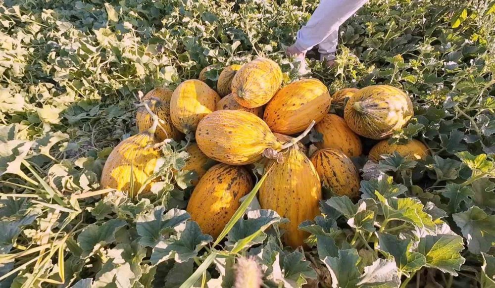 Su sorununu kavun karpuzla çözdüler