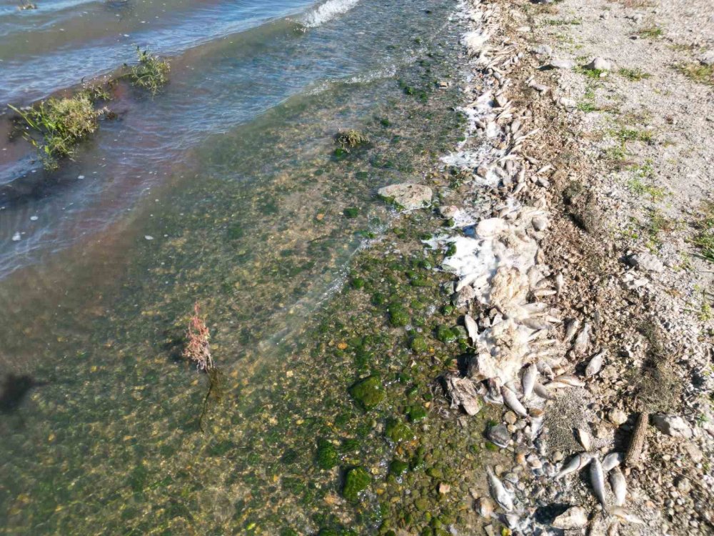 Afyon’da ekolojik felaket: Baraj mezarlığa döndü