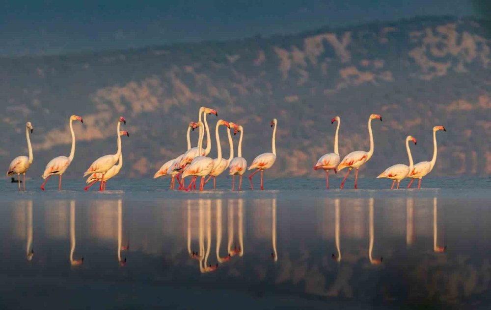 Konya'nın 180 Türünü Çekti