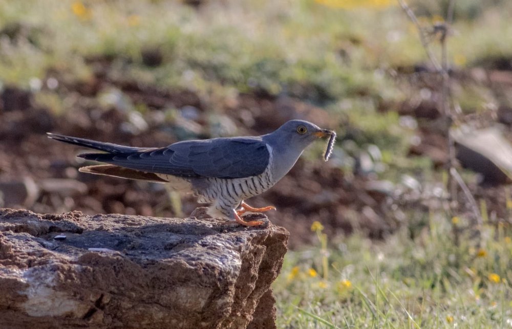 Konya'nın 180 Türünü Çekti