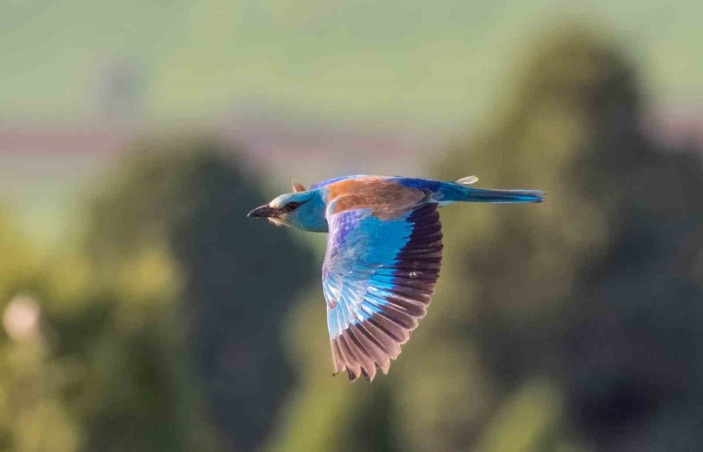 Konya'nın 180 Türünü Çekti
