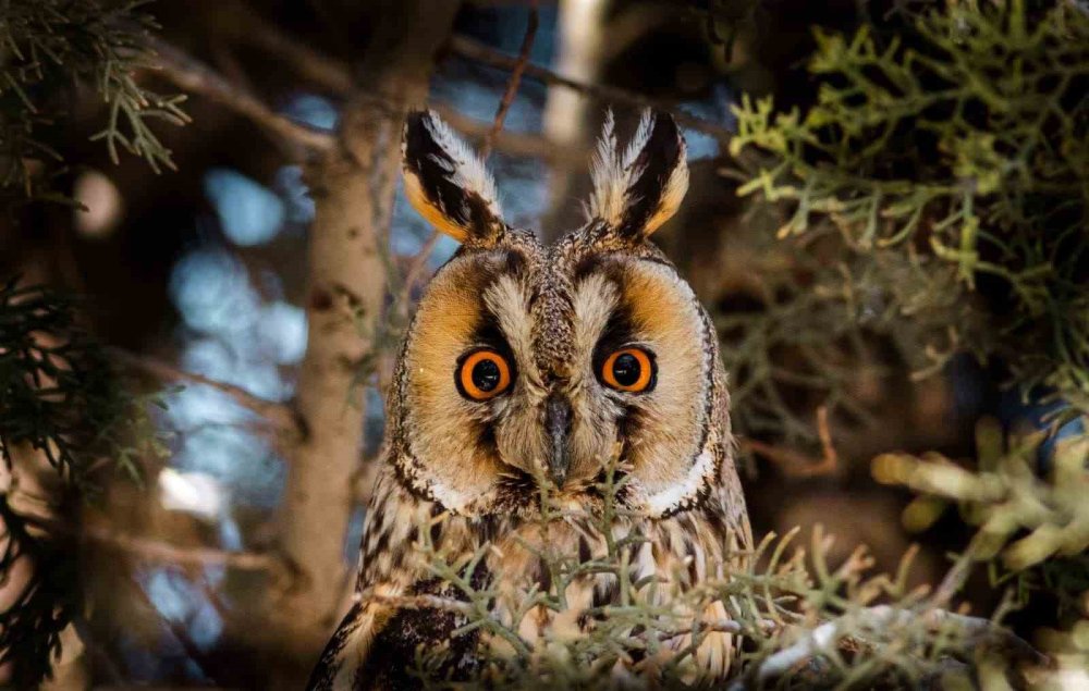 Konya'nın 180 Türünü Çekti