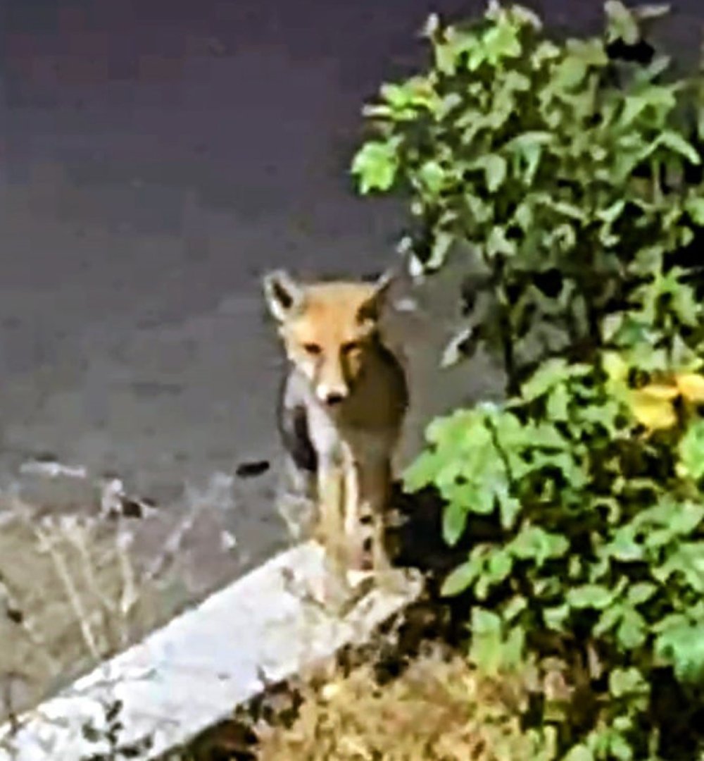Sokak kedisi tilkiyi kaçırttı